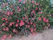 Mimulus 'Penelope' Bush - grid24_24