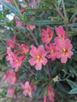 Diplacus puniceus 'Penelope'  - grid24_24
