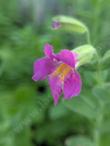 Mimulus lewisii flower - grid24_24