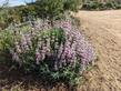 Salvia Point Sal growing in full sun in DG - grid24_24