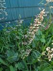 Island Alum Root
Heuchera maxima  - grid24_24