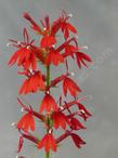 Lobelia cardinalis - grid24_24