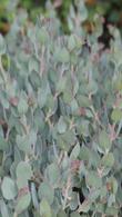Arctostaphylos obispoensis 'San Luis Obispo'
Serpentine and Bishop Manzanita. Has beautiful gray foliage - grid24_24