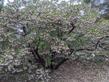 Baby Bear Manzanita has beautiful bark. - grid24_24