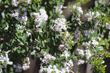 Ceanothus ramulosus in the ground in Santa Margarita