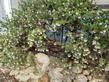 Arctostaphylos edmundsii Big Sur - grid24_24