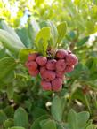 Arctostaphylos crustacea var. eastwoodiana 'Harris Grade'
Harris Grade Eastwood's Brittle-leaf Manzanita Berries - grid24_24