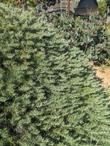 Artemisia californica 'Canyon Gray' on a slope - grid24_24