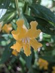 Mimulus 'Topanga' - grid24_24