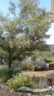 Chilopsis linearis
Desert Willow
Tree in a hot patio. - grid24_24