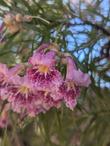 Chilopsis linearis, Desert Willow flowers - grid24_24