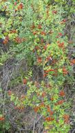Sourberry
Rhus aromatica - grid24_24