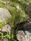 Horsetail
Equisetum laevigatum - grid24_24