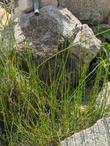 Equisetum kansanum
Dwarf Horsetail. - grid24_24