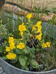 Equisetum kansanum
Dwarf Horsetail in a bucket Seep Monkey Flower, Erythranthe guttata (Mimulus) - grid24_24