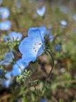 Baby Blue Eyes, Nemophila menziesii, our sweet blue flowers. - grid24_24