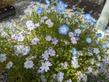 Fivespot, Nemophila maculata, and Baby Blue Eyes, Nemophila menziesii - grid24_24
