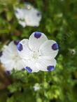 Fivespot, Nemophila maculata.  - grid24_24