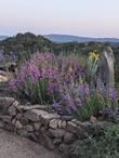 Penstemon 'Margarita BOP is a tough hummingbird magnet - grid24_24