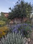Penstemon Margarita BOP in a flower bed with golden yarrow, California Aster inland monkey flower and an elderberry - grid24_24