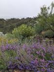 Penstemon Margarita BOP  - grid24_24