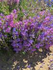 Penstemon Margarita BOP growing in more alkaline soil has purple to pink flowers.  - grid24_24