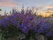 Penstemon Margarita bOP has a multitude of flowers. - grid24_24
