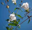 Lepechinia ganderi, San Diego Pitcher sage has a fragrance and white flowers. - grid24_24