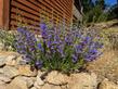 Penstemon Margarita BOP in a front yard - grid24_24