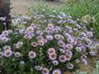 Erigeron glaucus x 'Wayne Roderick Daisy' is great for a butterfly garden - grid24_24