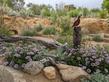 Erigeron glaucus Wayne Roderick is great for a California native garden border planting - grid24_24