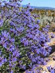 Salvia clevelandii 'Alpine Cleveland sage'
Musk Sage, Cleveland Sage and Blue Sage - grid24_24