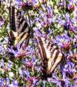 Salvia Alpine is loved by Butterflies  - grid24_24