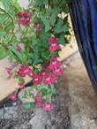 Maurandya antirrhiniflora
Violet Twining Snapdragon and Roving Sailor - grid24_24
