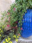 Maurandya antirrhiniflora,
Violet Twining Snapdragon or Roving Sailor in a hot southwestern garden - grid24_24