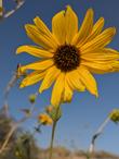 Wild sunflower, Helianthus annuus, has beautiful, bright yellow flowers, loved by insects and birds alike - grid24_24