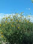 Sunflower, Helianthus annuus  - grid24_24
