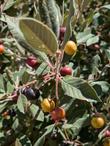 Hoary Coffeeberry
Frangula californica ssp. tomentella - grid24_24