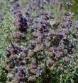 Two Painted Lady Butterflies and one Sphinx moth on Salvia dorrii, Desert Sage  - grid24_24