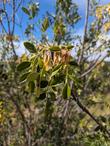 Fraxinus dipetala
Flowering Ash, Foothill Ash, California Ash and Two-petal Ash seeds - grid24_24