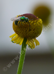 Helenium puberulum - grid24_24