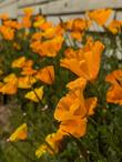 Eschscholzia californica
California Poppy - grid24_24