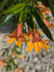 Tequila Sunrise monkey flower - grid24_24