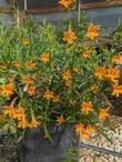 Diplacus ''Tequila Sunrise' - grid24_24
