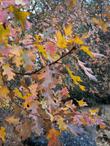 Quercus kelloggii
Kellogg Oak and California Black Oak - grid24_24