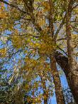 Quercus kelloggii
Kellogg Oak and California Black Oak
Beautiful canopy. - grid24_24