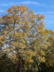 Quercus kelloggii
Kellogg Oak and California Black Oak
Growing on a north slope in San Luis County  - grid24_24
