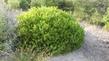 Sonoma is a tidy vibrant green Manzanita.  - grid24_24