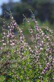 Malacothamnus fasciculatus flower close up. - grid24_24