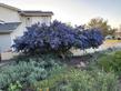 Ceanothus impressus var. nipomensis in a garden in Grover Beach. - grid24_24